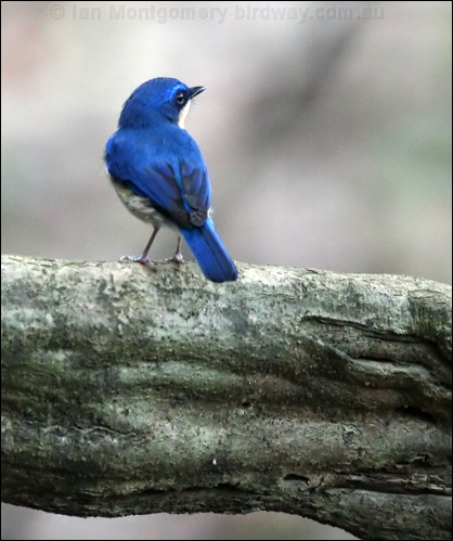 Malaysian Blue Flycatcher malayblueflycatcher_49902.psd