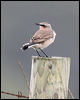 northern_wheatear_20312