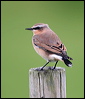 northern_wheatear_20321