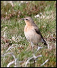 northern_wheatear_51946