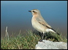 northern_wheatear_5975