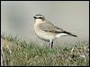 northern_wheatear_5978