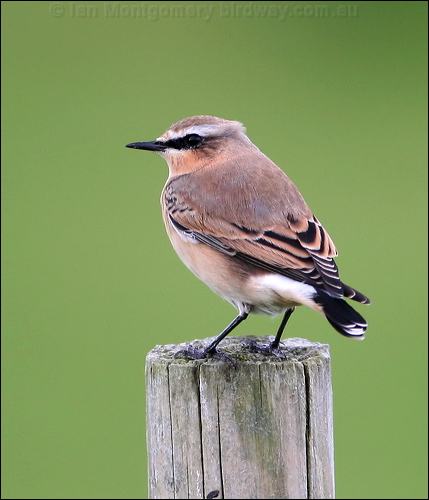 Northern Wheatear northern_wheatear_20321.jpg