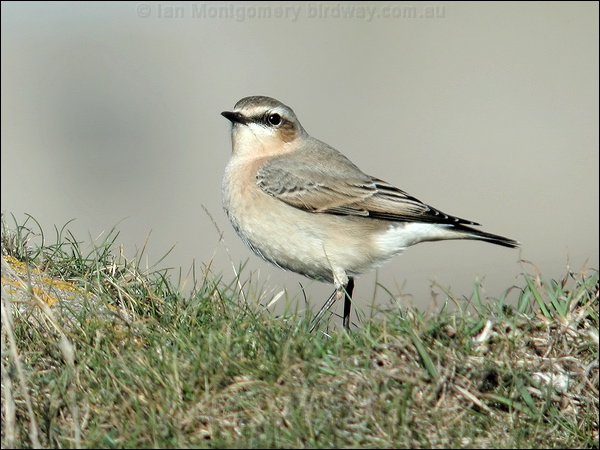 Northern Wheatear northern_wheatear_5978.jpg