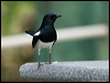 orient_magpie_robin_142057