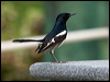 orient_magpie_robin_142059