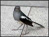 orient_magpie_robin_142432