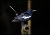 orient_magpie_robin_50183