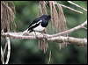 orient_magpie_robin_55575