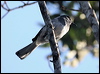orient_magpie_robin_56405