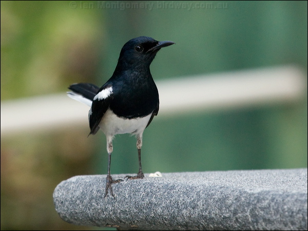 Oriental Magpie-Robin orient_magpie_robin_142057.psd