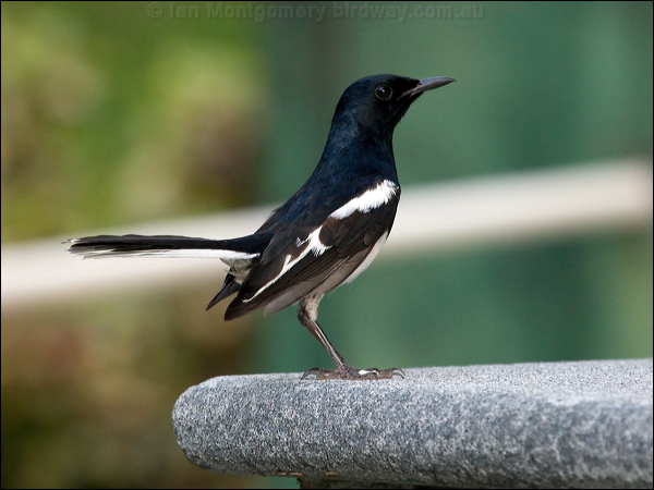 Oriental Magpie-Robin orient_magpie_robin_142059.psd