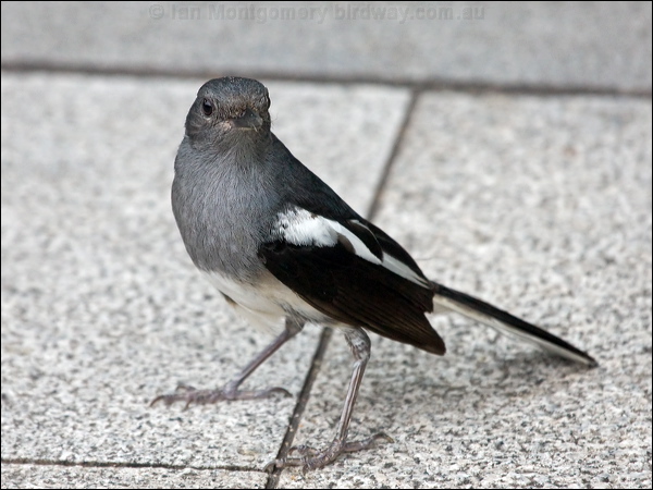 Oriental Magpie-Robin orient_magpie_robin_142432.psd