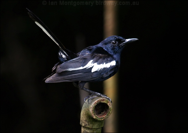 Oriental Magpie-Robin orient_magpie_robin_50183.psd