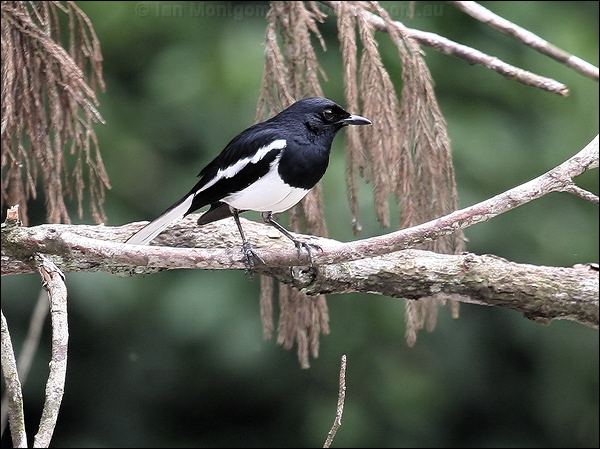 Oriental Magpie-Robin orient_magpie_robin_55575.jpg