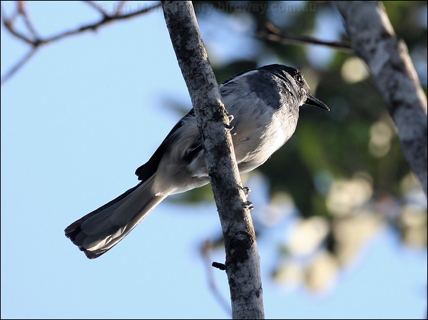 Oriental Magpie-Robin orient_magpie_robin_56405.jpg