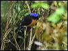 rufous_belly_niltava_7134