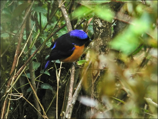 Rufous-bellied Niltava rufous_belly_niltava_7134.psd