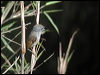 rufgorge_flycatcher_17070