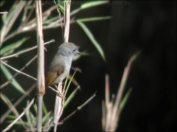 Rufous-gorgeted Flycatcher rufgorge_flycatcher_17070.jpg