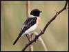 siberian_stonechat_16807