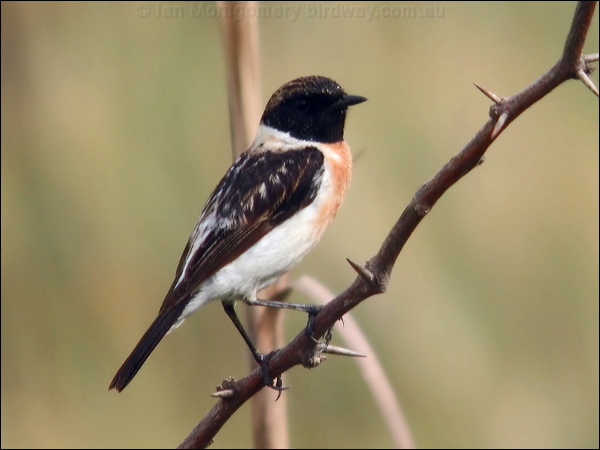Siberian Stonechat siberian_stonechat_16807.psd