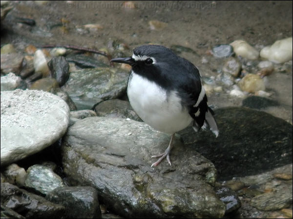 Slaty-backed Forktail slatybackedforktail_17483.jpg