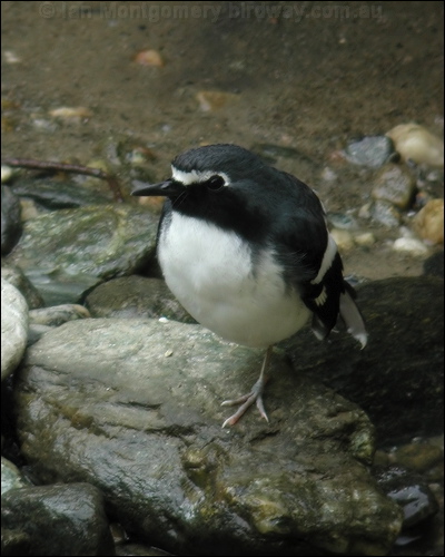 Slaty-backed Forktail slatybackedforktail_17485.jpg