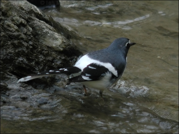 Slaty-backed Forktail slatybackedforktail_17493.jpg
