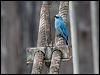 verditer_flycatcher_50264