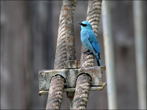 Verditer Flycatcher verditer_flycatcher_50264.jpg