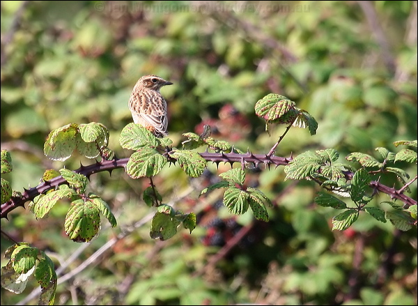 Whinchat whinchat_20581.jpg