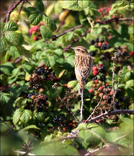 Whinchat whinchat_20585.jpg