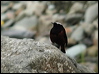 white_cap_redstart_16954
