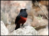 white_cap_redstart_17225