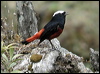 white_cap_redstart_17229