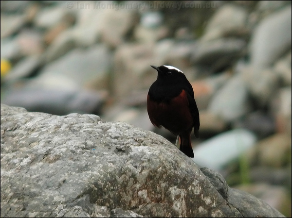 White-capped Redstart white_cap_redstart_16954.jpg