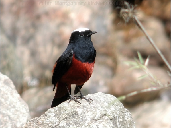 White-capped Redstart white_cap_redstart_17225.jpg