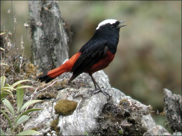 White-capped Redstart white_cap_redstart_17229.jpg