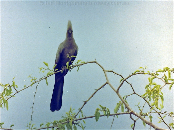 Grey Go-away-bird grey_go_away_bird_s0013.jpg