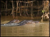 giant_otter_205172