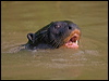 giant_otter_205186