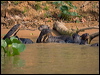 giant_otter_205206