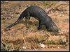 giant_otter_205234