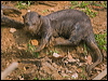 giant_otter_205243