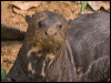 giant_otter_205244
