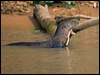 giant_otter_205253