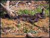 giant_otter_205273