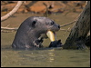 giant_otter_205484