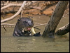 giant_otter_205485